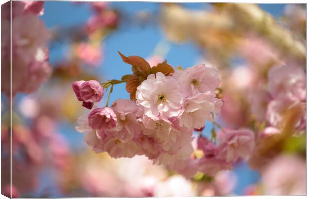 A close up of  Cherry Blossom  Canvas Print by Simon Johnson