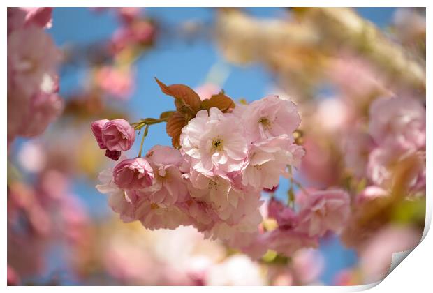 A close up of  Cherry Blossom  Print by Simon Johnson