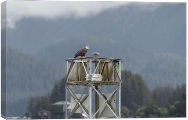 Bald Eagle sitting on a Harbour Light Tower in Sitka, Alaska, USA Canvas Print by Dave Collins