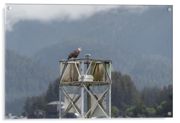 Bald Eagle sitting on a Harbour Light Tower in Sitka, Alaska, USA Acrylic by Dave Collins