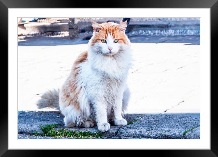 Ginger and white persion cat found in Rhodes  Framed Mounted Print by Holly Burgess