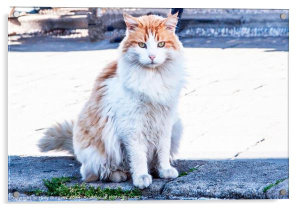 Ginger and white persion cat found in Rhodes  Acrylic by Holly Burgess