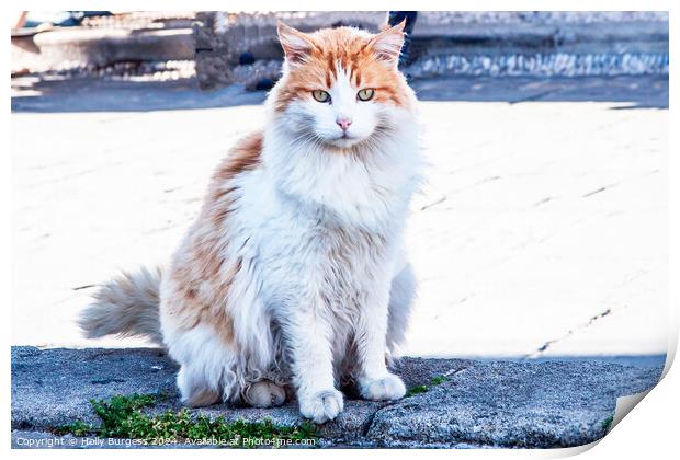 Ginger and white persion cat found in Rhodes  Print by Holly Burgess