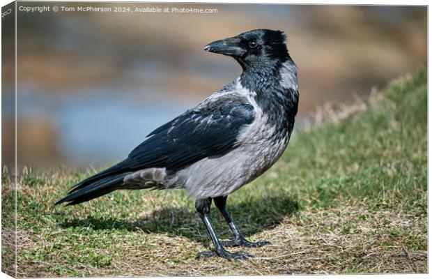 Hooded Crow Canvas Print by Tom McPherson