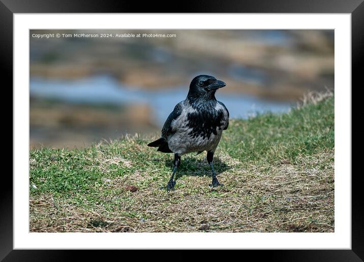 Hooded Crow Framed Mounted Print by Tom McPherson