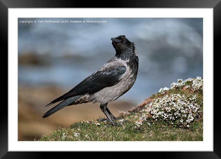 Hooded Crow Framed Mounted Print by Tom McPherson