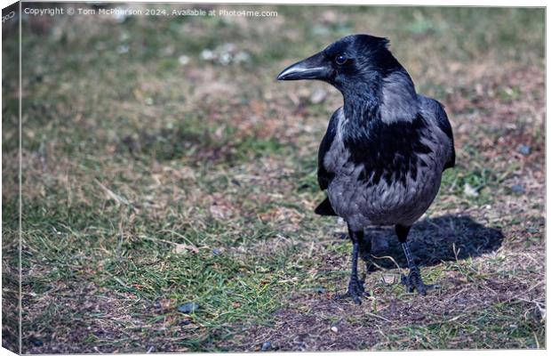 Hooded Crow Canvas Print by Tom McPherson