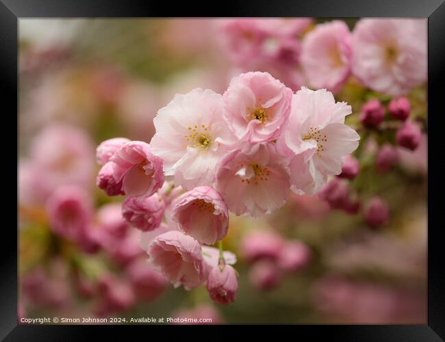 Spring Cherry Blossom Framed Print by Simon Johnson