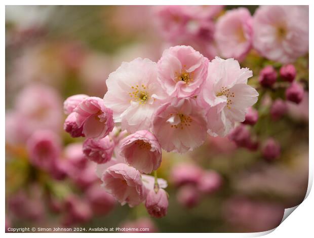 Spring Cherry Blossom Print by Simon Johnson