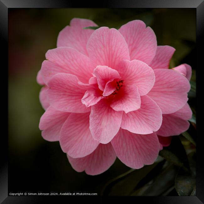 Camellia  flower Framed Print by Simon Johnson