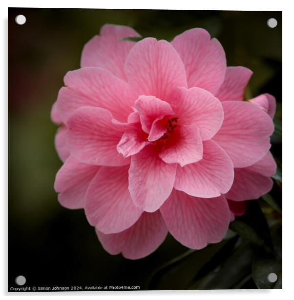 Camellia  flower Acrylic by Simon Johnson