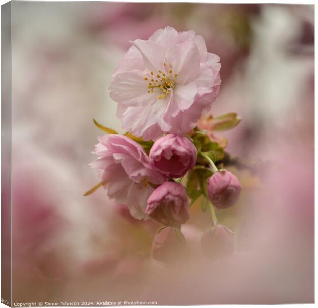 Cherry Blossom Canvas Print by Simon Johnson