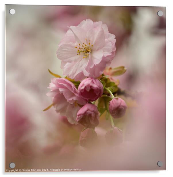 Cherry Blossom Acrylic by Simon Johnson