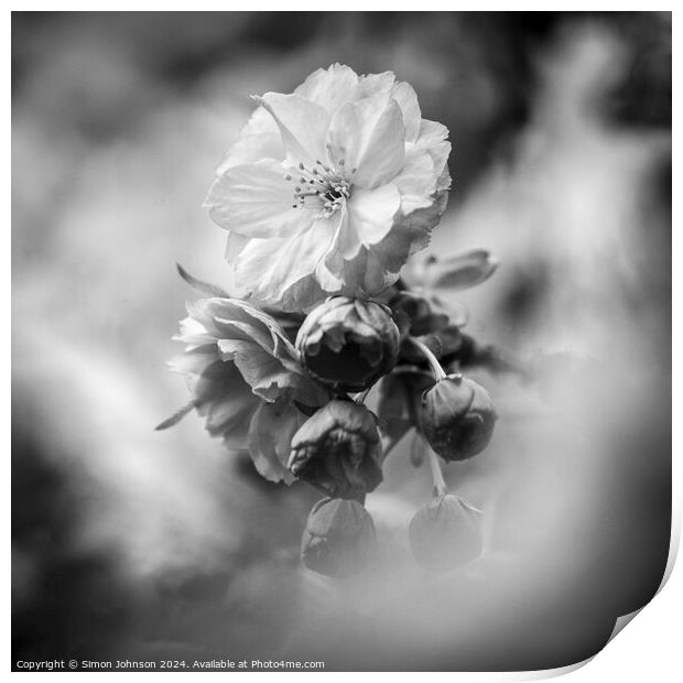 Sprimg Cherry Blossom Print by Simon Johnson