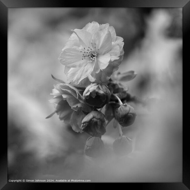 Spring Cherry Blossom in monochrome Framed Print by Simon Johnson