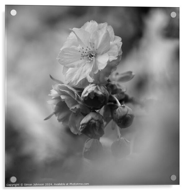 Spring Cherry Blossom in monochrome Acrylic by Simon Johnson