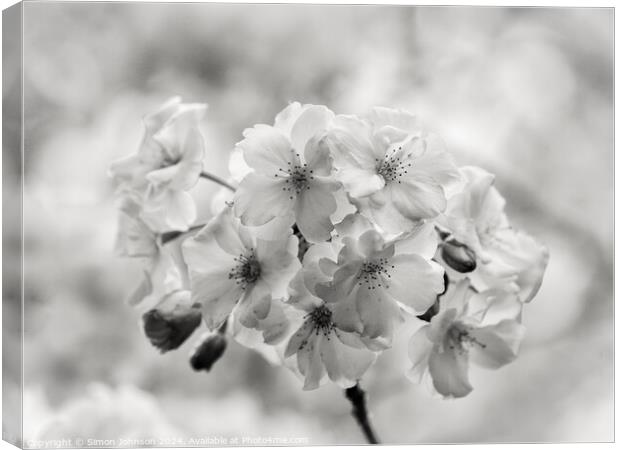 spring Blossom in Monochrome Canvas Print by Simon Johnson