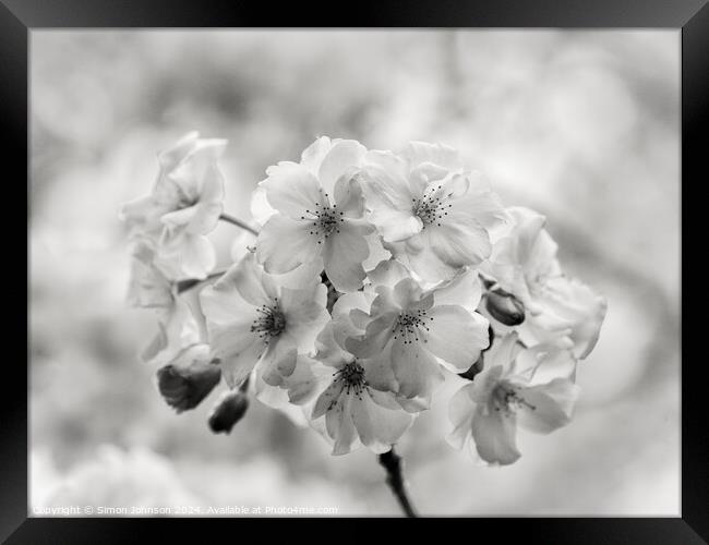 spring Blossom in Monochrome Framed Print by Simon Johnson