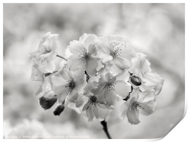 spring Blossom in Monochrome Print by Simon Johnson