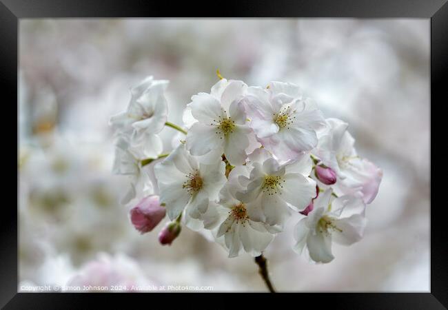 Spring Blossom Framed Print by Simon Johnson