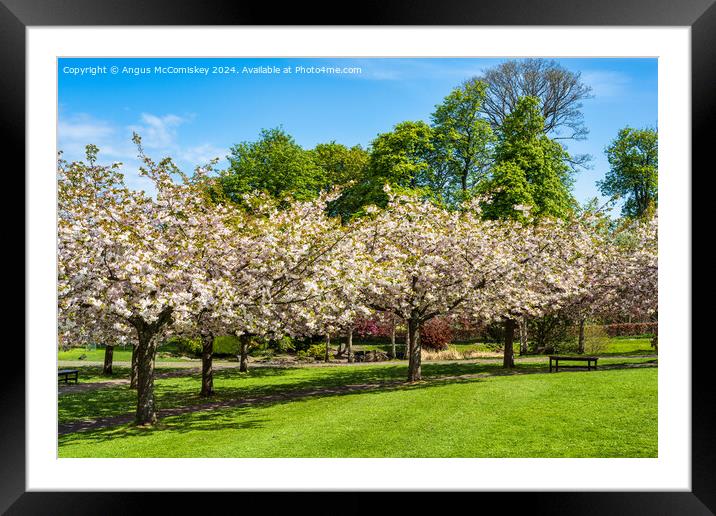 Cherry blossom in Lauriston Castle Japanese Garden Framed Mounted Print by Angus McComiskey