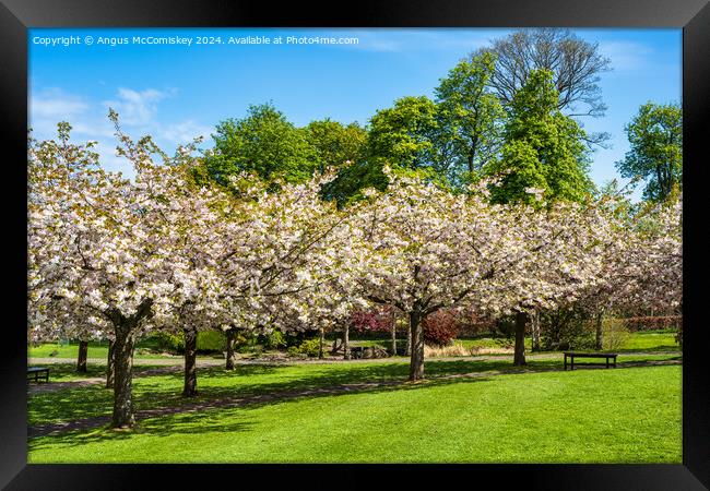 Cherry blossom in Lauriston Castle Japanese Garden Framed Print by Angus McComiskey