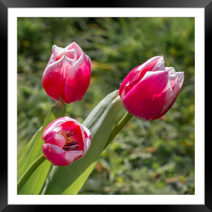 tulips Framed Mounted Print by Alan Tunnicliffe
