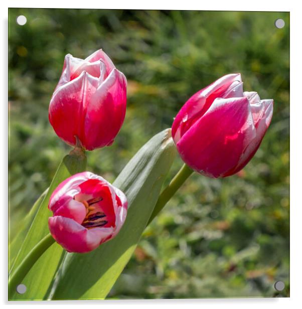 tulips Acrylic by Alan Tunnicliffe