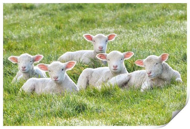 Spring lambs in the morning sun  Print by Shaun Jacobs