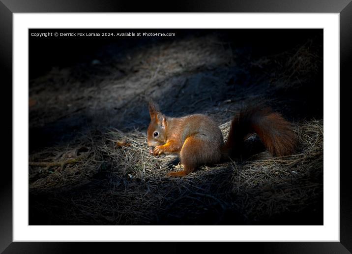 Red Squirrel Framed Mounted Print by Derrick Fox Lomax