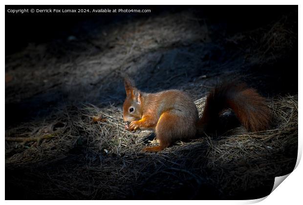 Red Squirrel Print by Derrick Fox Lomax
