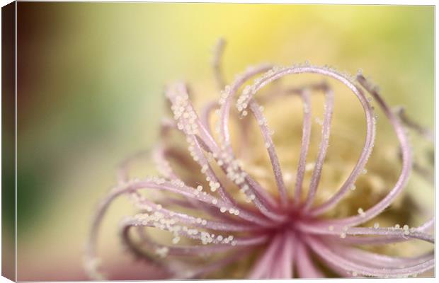 Pearly Curls Canvas Print by Sharon Johnstone