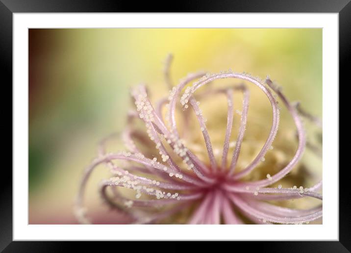 Pearly Curls Framed Mounted Print by Sharon Johnstone