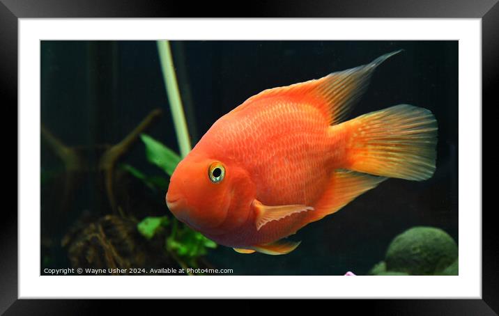 Cute Orange Parrot Fish Framed Mounted Print by Wayne Usher