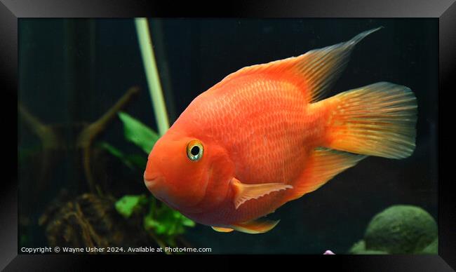 Cute Orange Parrot Fish Framed Print by Wayne Usher