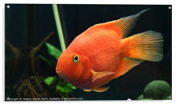 Cute Orange Parrot Fish Acrylic by Wayne Usher