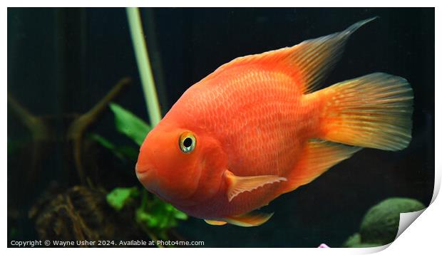 Cute Orange Parrot Fish Print by Wayne Usher