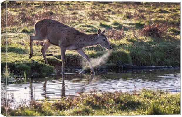 Deer with hot breath crossing a stream Canvas Print by Kevin White