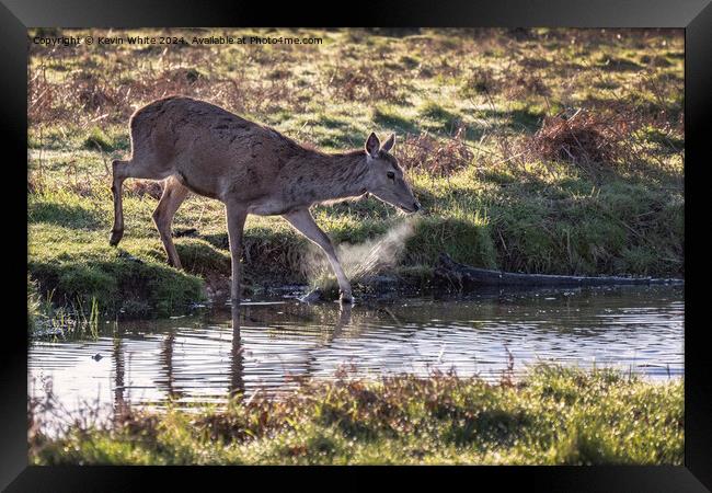 Deer with hot breath crossing a stream Framed Print by Kevin White