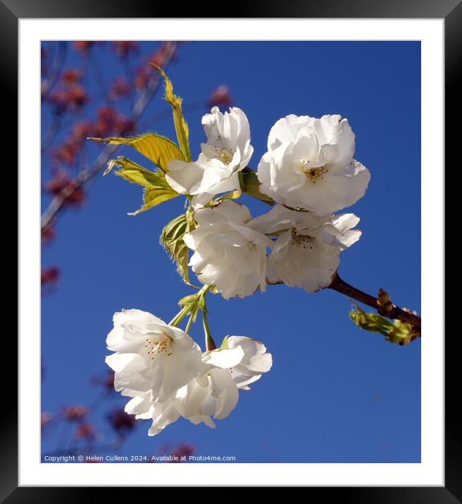 Prunus matsumae 'Amayadori' Framed Mounted Print by Helen Cullens