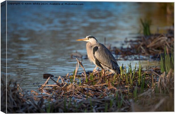 Grey heron sitting with new growing reeds Canvas Print by Kevin White