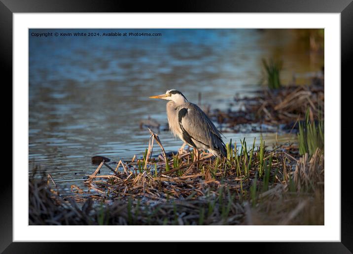 Grey heron sitting with new growing reeds Framed Mounted Print by Kevin White