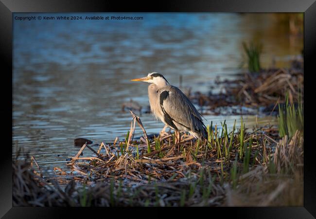 Grey heron sitting with new growing reeds Framed Print by Kevin White