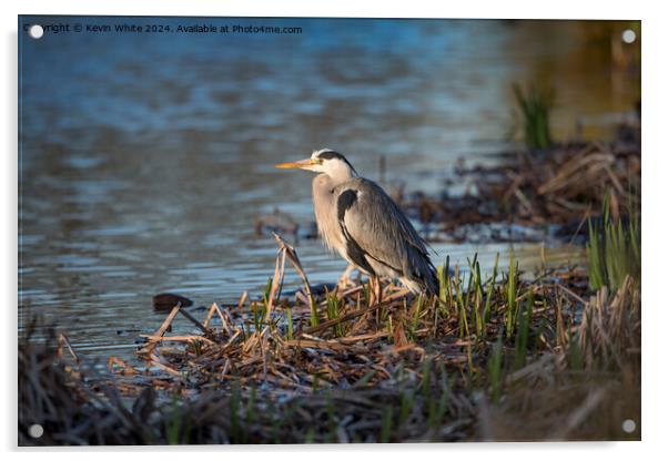 Grey heron sitting with new growing reeds Acrylic by Kevin White