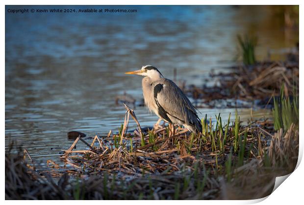 Grey heron sitting with new growing reeds Print by Kevin White