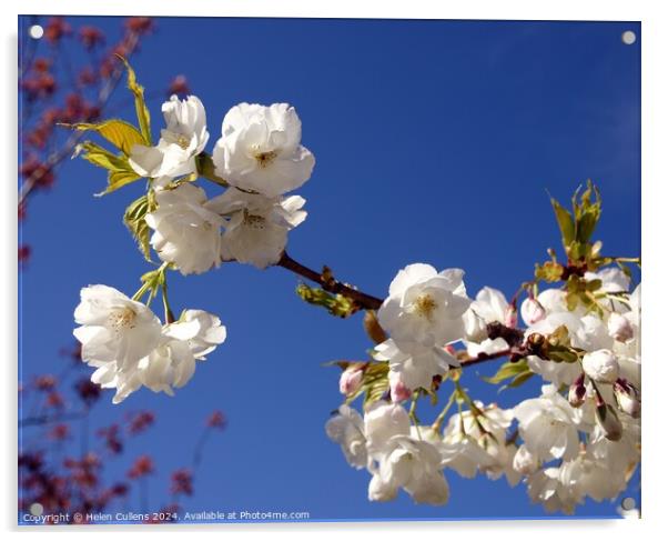 Prunus matsumae 'Amayadori' Acrylic by Helen Cullens