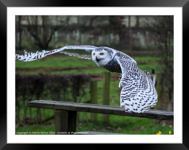 Snowy Owl taking off Framed Mounted Print by Martin fenton