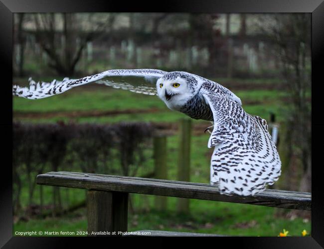 Snowy Owl taking off Framed Print by Martin fenton