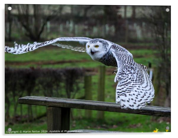 Snowy Owl taking off Acrylic by Martin fenton