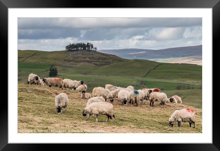 Grazing and Feeding at Bail Green, Lunedale Framed Mounted Print by Richard Laidler